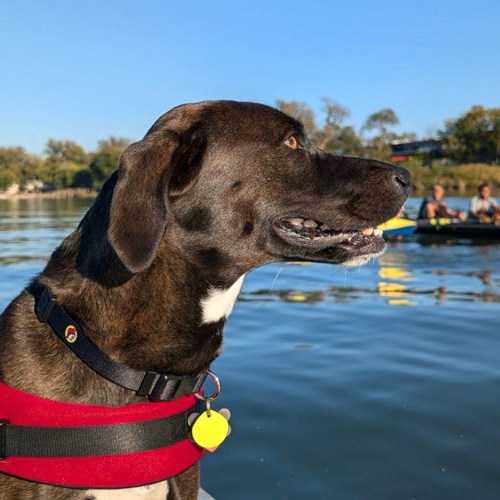 Selene, a dog, riding in the launch on the river